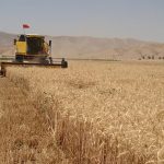 کام گندمکاران شیرین شد/ پرداخت مرحله اول طلب کشاورزان