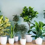 گیاهان مناسب خونه های خفه و کم نور / اگه خونت تو روزم انگار شبه و تاریک اینا برا توئه