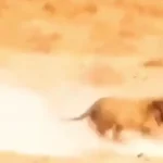 فیلم فرار دیدنی گورخر از شیر