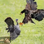 جذابیت حیات وحش / نبرد خصمانه شاهین و بوقلمون وقتی حریف جان به سر میشود