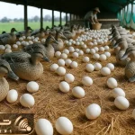 فرآوری مدرن / مزرعه‌ بدون آنتی‌بیوتیک و سم و اردک‌هایی که آزاد می‌چرند سالم می‌زایند