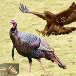 جذابیت حیات وحش / بوقلمون با غافلگیری شاهین را به زیر کشید سرش را سوراخ کرد
