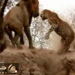 مستند حیات وحش؛ سلطان خواست به پلنگ زخمی حمله کنه بقیه سلاطین جلوشو گرفتن