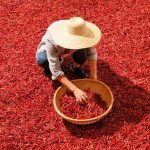 تغییرات اقلیمی چگونه بازدهی محصولات کشاورزی را شدیداً کاهش داده‌اند؟
