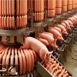 فرآوری خوک؛ 100000 خوک لجن قلمبه رو انداخت تو چرخ گوشت غول سوسیس تحویل گرفتن