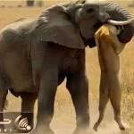 شاهکار حیات وحش / شیر طمع کار بچه فیل را درید خرطوم مادر شد طناب دارش