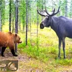 مستند حیات وحش / خرس در سودای لقمه دندان گیر به نبردی لاطائل با شیر کشیده شد