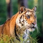 تجارت غیرقانونی حیات وحش در کره شمالی: تهدیدی برای تنوع زیستی منطقه