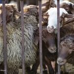 در بازار دام زنده عید قربان چه می‌گذرد؟ /توزیع دام عید قربان ۲ برابر سال قبل است