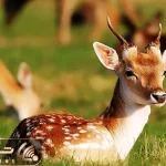 مستند حیات وحش /  حرکت شیر ددمنش بعد از آگاهی از باردار بودن طعمه
