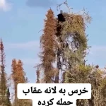 فیلم حمله خرس به لانه عقاب