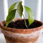کاشت انبه در آب با کمترین هزینه/ از لیوان آب تا درخت میوه با این ترفند ساده