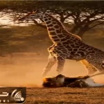 شاهکار حیات وحش / زرافه دراز ناز با لگد بروسلی شیر را به حضیض ذلت کوباند