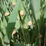 مبارزه علیه آفت سن گندم به ۲ میلیون و ۶۰۰ هزارهکتار رسید