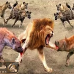 نبرد حیات وحش/کفتار ها بالخره با نامردی تونستن شیر رو مجروح کنند/شیر زخمی هم ترسناکه