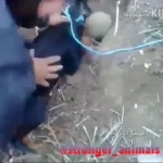 فیلم حمله سگ‌ها به خرگوش در لانه