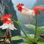 کشاورزی نوین؛ با قالب و جهش دانه گل شکل خروس ساختن با بوی مرغدونی