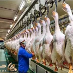 فرآوری غاز؛ غاز تو مزارع صنعتی پروار میشه تا گوشت، تخم و جیگرشون میلیون‌ها یوان بسازه