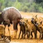 بدایع حیات وحش / سگان بد قریحه کل یالدار را زنده تناول کردند