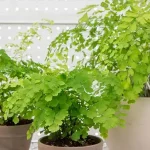 گیاهان آپارتمانی آویز همیشه سبز و مقاوم / ایجاد آبشار سبز روی دیوار و معلق از سقف