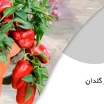 چطور توی خانه فلفل دلمه‌ ای بکاریم؟ / راهنمای کامل و صفر تا صدی برای مبتدی ها