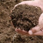 کمبود نیتروژن در طبیعت؛ تهدیدی پنهان برای مبارزه با تغییرات اقلیمی