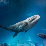 نهنگها چگونه اقیانوس را بارور میکنند و به رشد پلانکتونها کمک میکنند