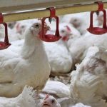کشف انگل در مزارع مرغ گوشتی ایران/ گامی نو در شناخت مهم‌ترین بیماری انگلی طیور کشور