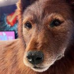 راز ژنتیکی بالتو، سگ قهرمان آلاسکا، پس از ۱۰۰ سال فاش شد