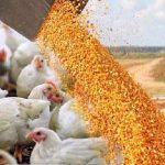 نهاده دامی با نرخ مصوب در سامانه بازارگاه توزیع می‌شود