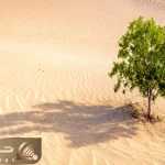 کشاورزی نوین؛ عربستان اینجوری تو بیابون هاش درخت میوه کاشت آمریکایی ها تو بهت موندن