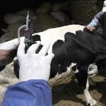 ۲۶ هزار راس دام درگیر بیماری تب برفکی شدند