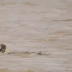 فیلم شکار شدن گورخر توسط تمساح‌ها