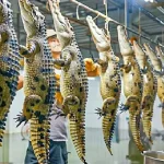فرآوری تمساح؛ تمساح غول میکنن از گوشت تا پوستش طلا استخراج کنن