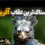 مستند حیات وحش؛ عقاب تاجدار جمجمه‌ حیوان ۳۰ کیلویی رو خرد میکنه
