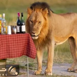 مستند حیات وحش؛ واکنش شیرها وقتی فضا براشون رمانتیک میشه