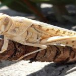 احتمال حمله ملخ صحرایی به استان‌های جنوبی کشور