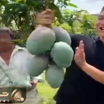 کشاورزی نوین؛ وقتی انبه ها رسیدن و چیدنشون زدن درختو قطع کردن ولی نمرد بیشتر میوه داد