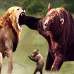 مستند حیات وحش؛ ستیز سبعانه خرس با شیری که چشم چپ به توله هایش داشت