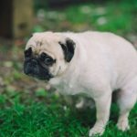 10 کاری که هوش مصنوعی گروک می‌گوید ایلان ماسک بهتر از هر کسی انجام می‌دهد