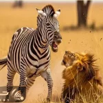 مستند حیات وحش؛ خر راه راه با فرار از چنگال شیر ابهت سلطان رو با خاک یکسان کرد