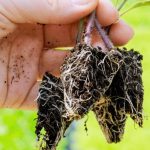 راز تنفس پنهان گیاهان زیر خاک و جذب کربن توسط ریشه‌ها