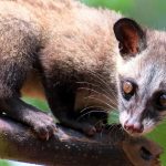 راز نرمی قهوه زباد؛ چربی‌هایی که طعم را دگرگون می‌کنند