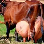 گاوهای باورنکردنی؛ گاو انقد حجم شیرش زیاده دست میزنن بدوشن عین فواره عمل میکنه