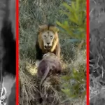 فیلم درگیری خونین و شدید بین شیرها