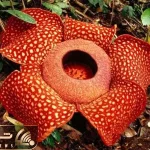 آن روی طبیعت وحشی؛ این گل بوی جنازه میده!