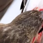 سهره قناری، پرنده‌ای کوچک اما خون‌خوار + فیلم