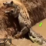 مستند حیات وحش؛ کفتار عین خر تو گل گیر کرده برای بقا دست و پا میزنه