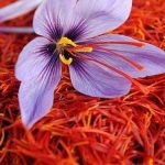 قیمت خرید هرکیلو زعفران دسته از کشاورزان  به ۱۴۰ میلیون تومان رسید